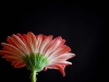 PJPhotography_Flowers_001